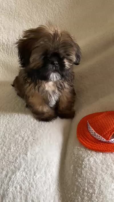Bruno, a male Shih Tzu for sale in Claremont, NC – 8 of 8