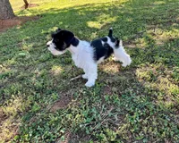 Snoopy, a male Miniature Schnauzer for sale in Claremont, NC – 5 of 5