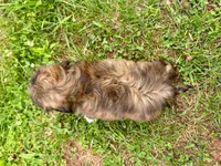 Rose, a female Shih Tzu for sale in Claremont, NC – 4 of 7