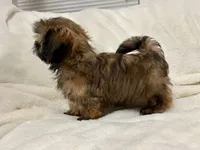 Robert, a male Shih Tzu for sale in Claremont, NC – 4 of 6