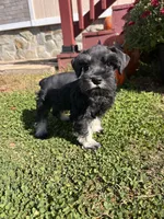 Archy , a male Miniature Schnauzer for sale in Claremont, NC – 4 of 7