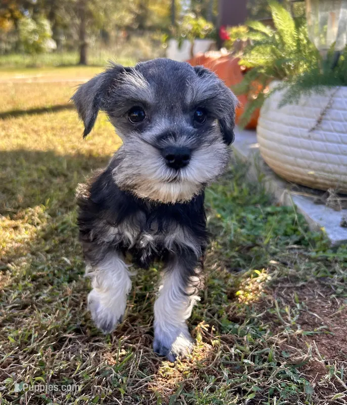 Uri  – Miniature Schnauzer puppy for sale in Claremont, NC