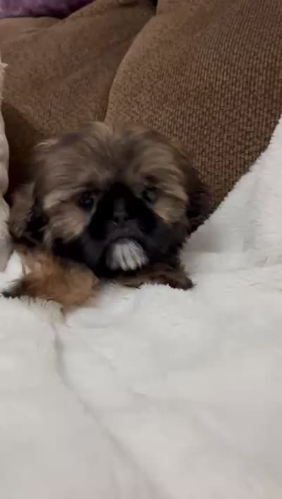 Bruno, a male Shih Tzu for sale in Claremont, NC – 6 of 8
