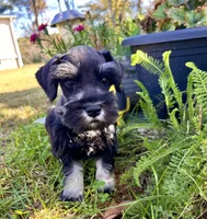 Archy , a male Miniature Schnauzer for sale in Claremont, NC – 3 of 7