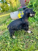 Duke, a male Miniature Schnauzer for sale in Claremont, NC – Photo 3 of 4