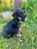 Duke, a male Miniature Schnauzer for sale in Claremont, NC – Photo 4 of 4