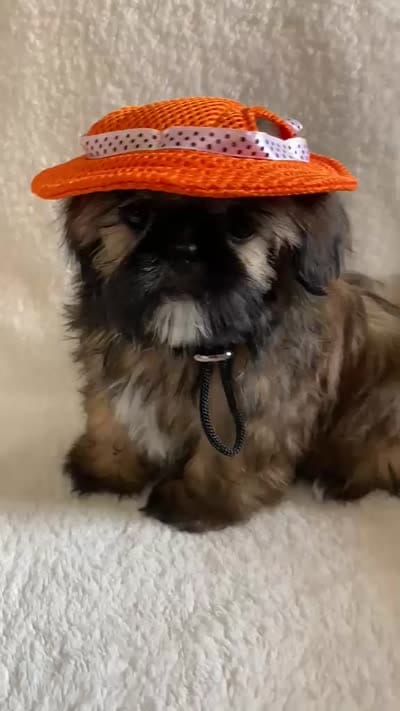 Gizmo, a male Shih Tzu for sale in Claremont, NC – 7 of 8
