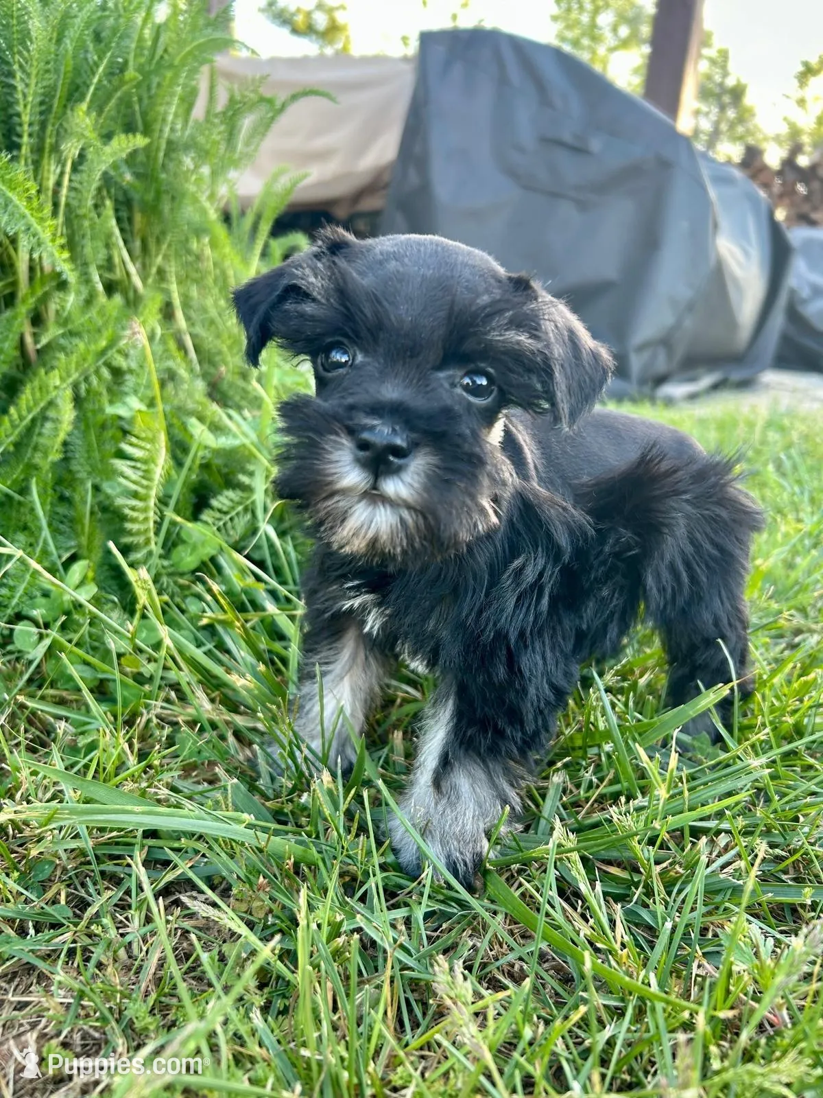 Duke, a male Miniature Schnauzer for sale in Claremont, NC – Photo 1 of 4