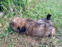 Gizmo, a male Shih Tzu for sale in Claremont, NC – 3 of 5