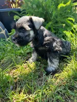 Daisy, a female Miniature Schnauzer for sale in Claremont, NC – Photo 2 of 5