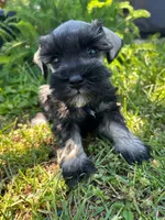 Daisy, a female Miniature Schnauzer for sale in Claremont, NC – Photo 3 of 5
