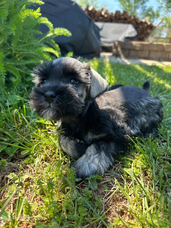 Daisy, a female Miniature Schnauzer for sale in Claremont, NC – Photo 1 of 5