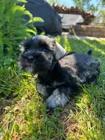 Daisy, a female Miniature Schnauzer for sale in Claremont, NC – Photo 1 of 5