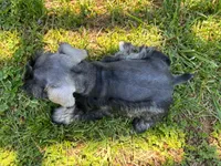 Daisy, a female Miniature Schnauzer for sale in Claremont, NC – Photo 5 of 5