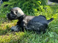 Daisy, a female Miniature Schnauzer for sale in Claremont, NC – Photo 4 of 5