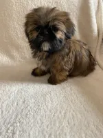 Gizmo, a male Shih Tzu for sale in Claremont, NC – 4 of 8