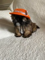 Bruno, a male Shih Tzu for sale in Claremont, NC – 2 of 8