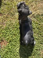 Archy , a male Miniature Schnauzer for sale in Claremont, NC – 6 of 7
