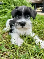 Snoopy, a male Miniature Schnauzer for sale in Claremont, NC – Photo 1 of 4