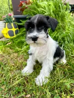 Snoopy, a male Miniature Schnauzer for sale in Claremont, NC – Photo 2 of 4