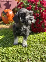 Archy , a male Miniature Schnauzer for sale in Claremont, NC – 5 of 7