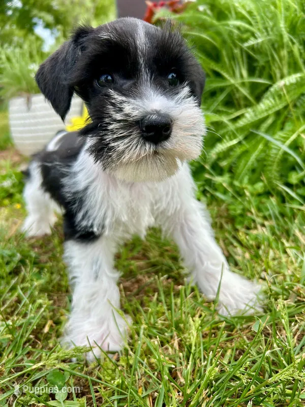 Snoopy – Miniature Schnauzer puppy for sale in Claremont, NC