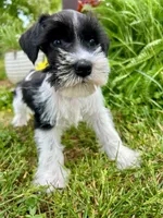 Snoopy, a male Miniature Schnauzer for sale in Claremont, NC – Photo 1 of 4