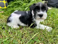 Snoopy, a male Miniature Schnauzer for sale in Claremont, NC – Photo 2 of 4
