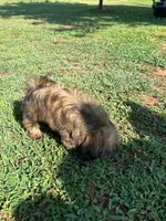 Robert, a male Shih Tzu for sale in Claremont, NC – 3 of 6
