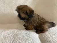 Gizmo, a male Shih Tzu for sale in Claremont, NC – 5 of 8