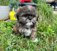 Rose, a female Shih Tzu for sale in Claremont, NC – 2 of 5
