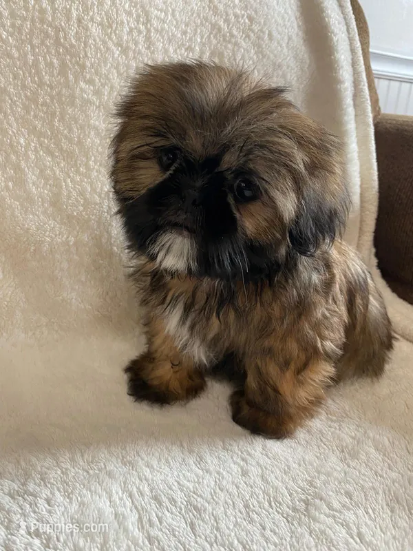 Gizmo – Shih Tzu puppy for sale in Claremont, NC