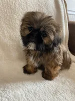 Gizmo, a male Shih Tzu for sale in Claremont, NC – 1 of 8