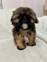 Bruno, a male Shih Tzu for sale in Claremont, NC – 7 of 8