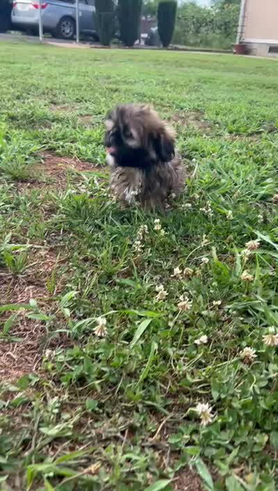 Gizmo, a male Shih Tzu for sale in Claremont, NC – 8 of 8