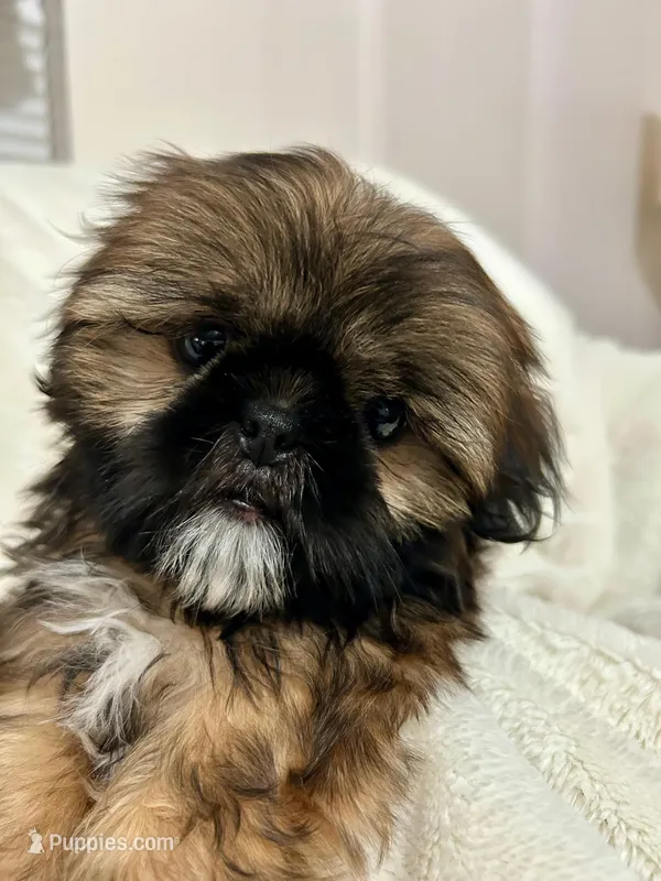 Bruno – Shih Tzu puppy for sale in Claremont, NC