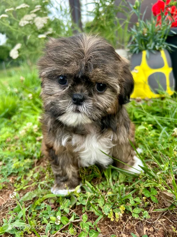 Rose – Shih Tzu puppy for sale in Claremont, NC