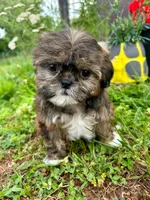 Rose, a female Shih Tzu for sale in Claremont, NC – 1 of 5