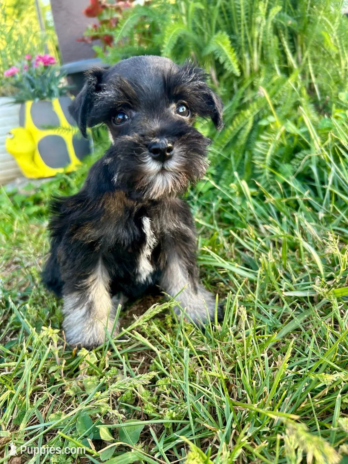 Duke, a male Miniature Schnauzer for sale in Claremont, NC – Photo 2 of 4