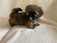 Gizmo, a male Shih Tzu for sale in Claremont, NC – 6 of 8