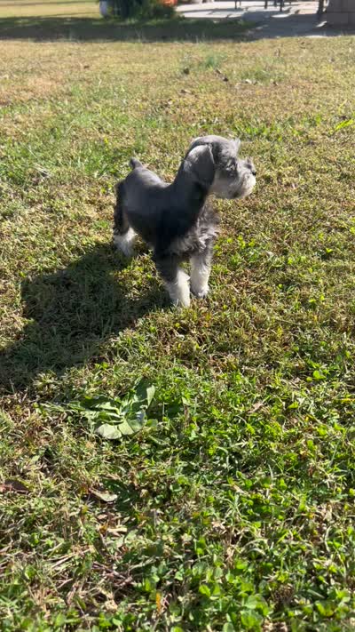 Uri , a female Miniature Schnauzer for sale in Claremont, NC – 7 of 7