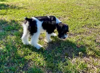 Snoopy, a male Miniature Schnauzer for sale in Claremont, NC – 4 of 5