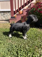 Archy , a male Miniature Schnauzer for sale in Claremont, NC – 2 of 7