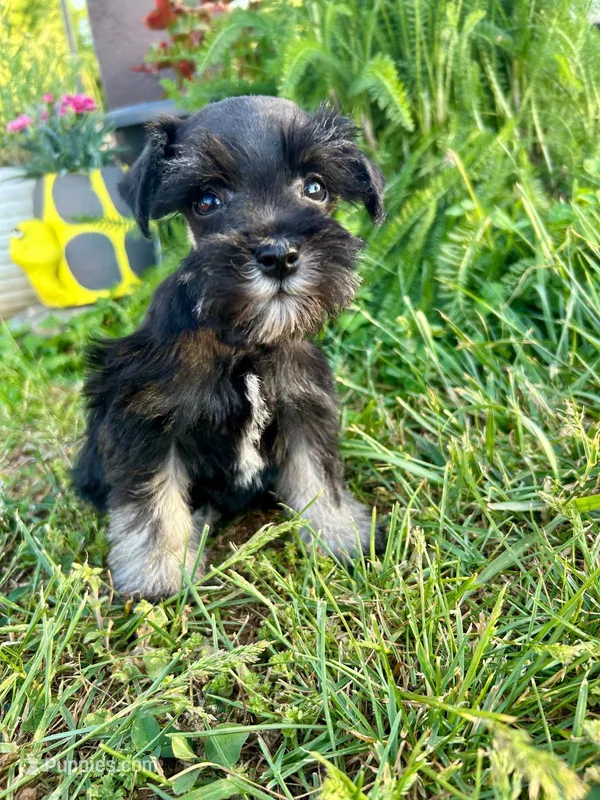 Duke – Miniature Schnauzer puppy for sale in Claremont, NC