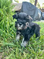 Duke, a male Miniature Schnauzer for sale in Claremont, NC – Photo 3 of 4