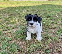 Snoopy, a male Miniature Schnauzer for sale in Claremont, NC – Photo 4 of 5