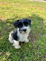 Snoopy, a male Miniature Schnauzer for sale in Claremont, NC – Photo 1 of 5