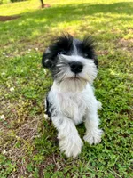 Snoopy, a male Miniature Schnauzer for sale in Claremont, NC – Photo 3 of 5