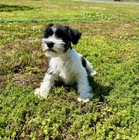 Snoopy, a male Miniature Schnauzer for sale in Claremont, NC – Photo 5 of 5