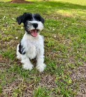 Snoopy, a male Miniature Schnauzer for sale in Claremont, NC – Photo 2 of 5